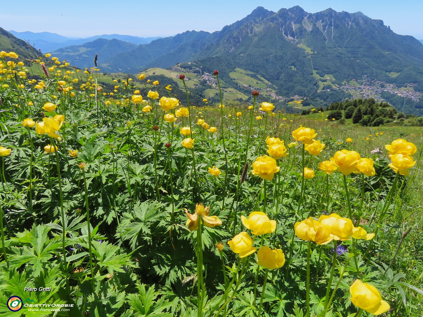 61 Trollius europaeus (Botton d'oro) con Alben.JPG